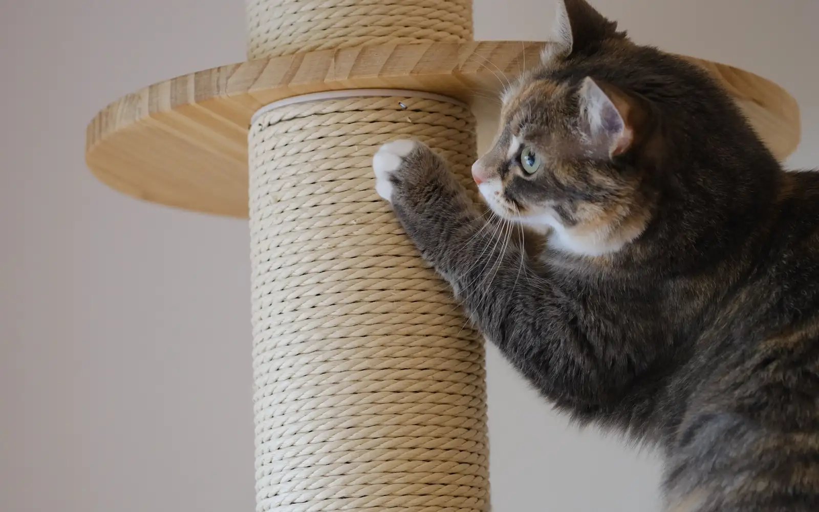 Kucing Sering Menggaruk? Ini Cara Melatihnya ke Tiang Garuk Tanpa Membentak