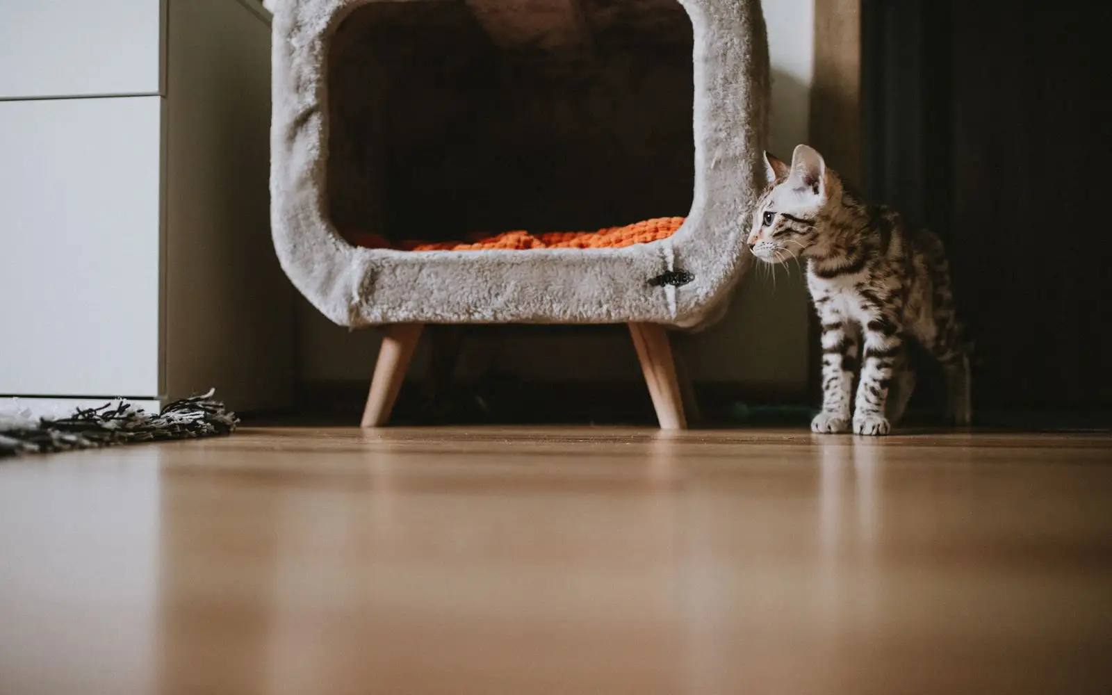 Rumah Terlihat Bersih Bisa Menyimpan Telur Kutu, Ini Cara Aman Membersihkannya Saat Ada Anak Kucing