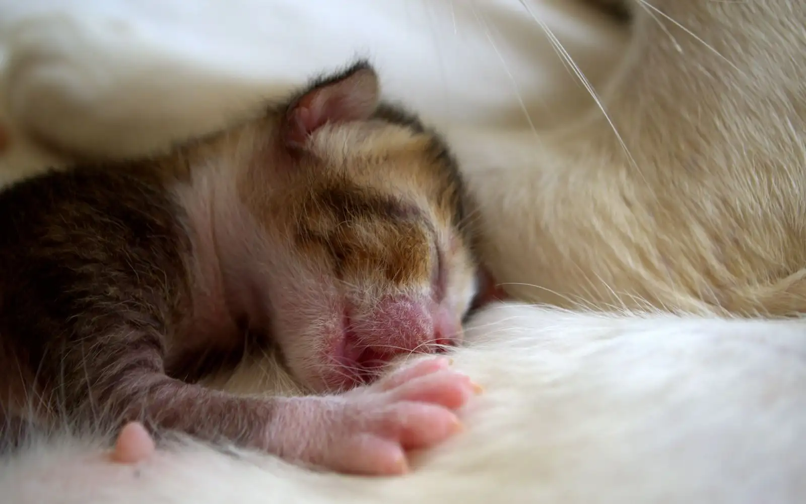 Tanda Bahaya Anak Kucing Baru Lahir yang Butuh Tindakan dalam Hitungan Jam