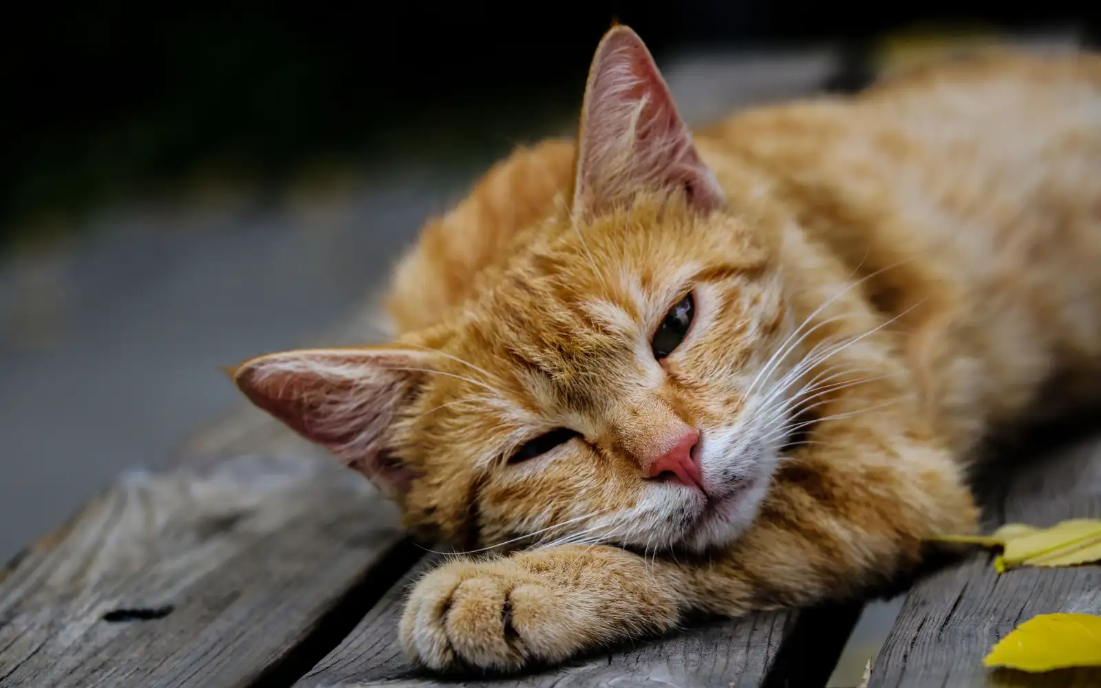 Jangan beri obat manusia saat kucing sakit sebelum ke dokter