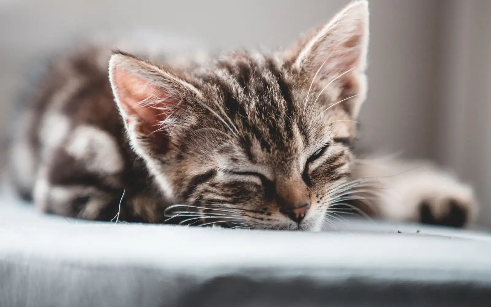 Jangan tunggu lesu, ini tanda kutu dan caplak pada anak kucing yang perlu dokter