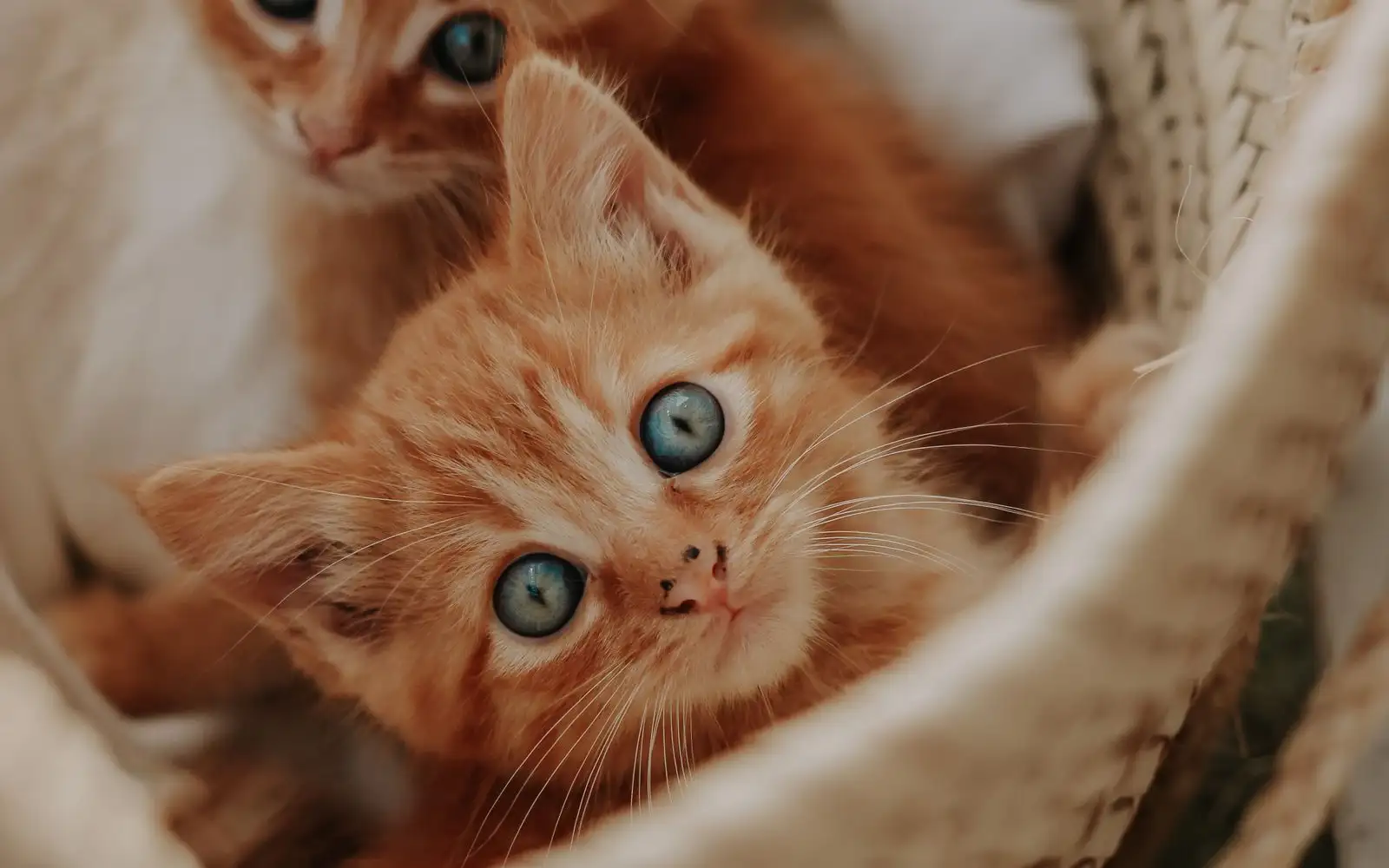 Yang perlu Anda rasakan di tulang rusuk anak kucing untuk tahu beratnya sudah cukup