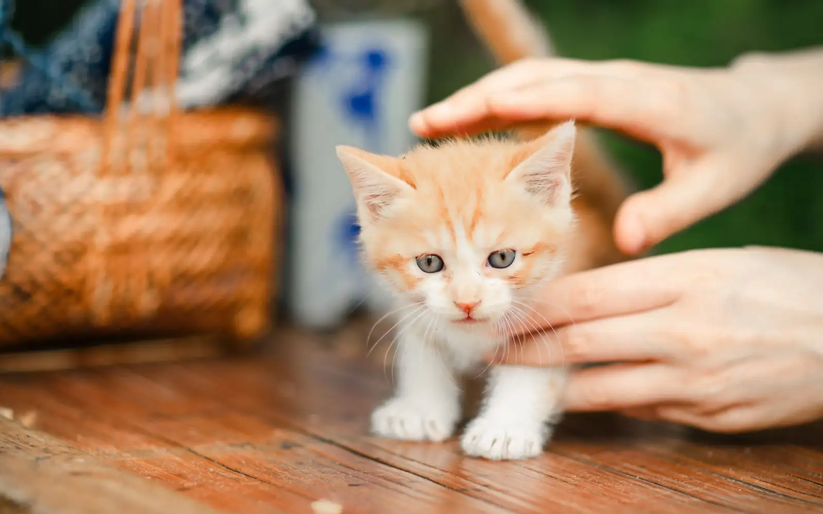 Lima makanan di meja makan yang berbahaya untuk anak kucing