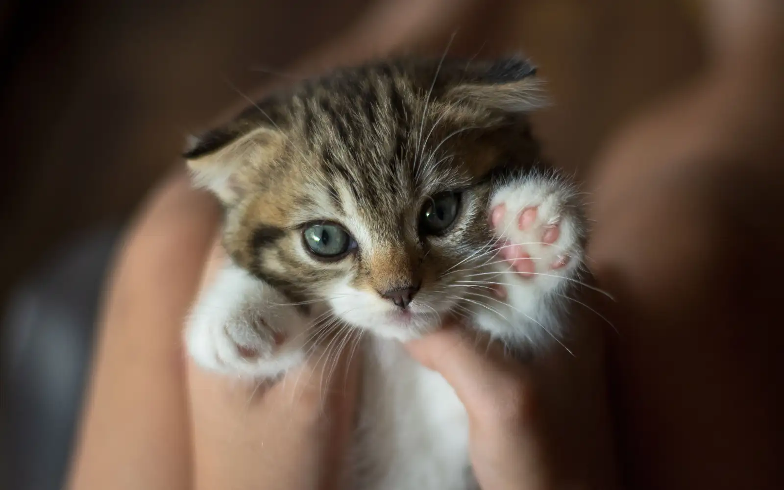 Anak Kucing Indoor Cukup Mandi 4–6 Minggu Sekali, Ini Alasannya