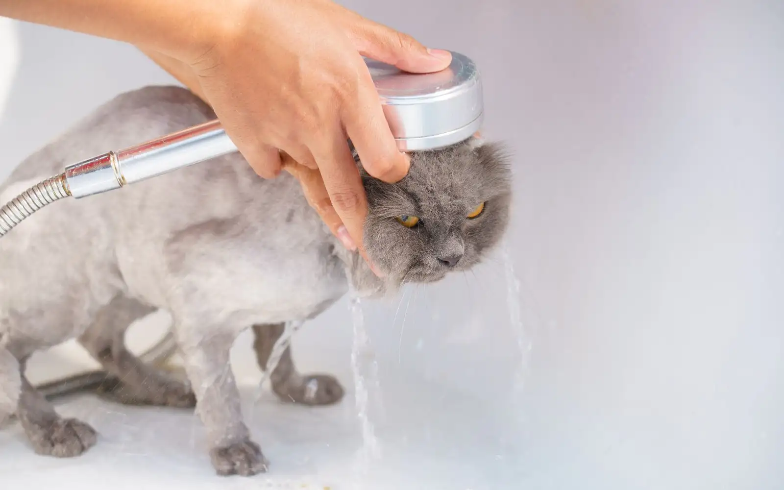 Anak Kucing Takut Air? Latihan Bertahap Bikin Mandi Lebih Tenang