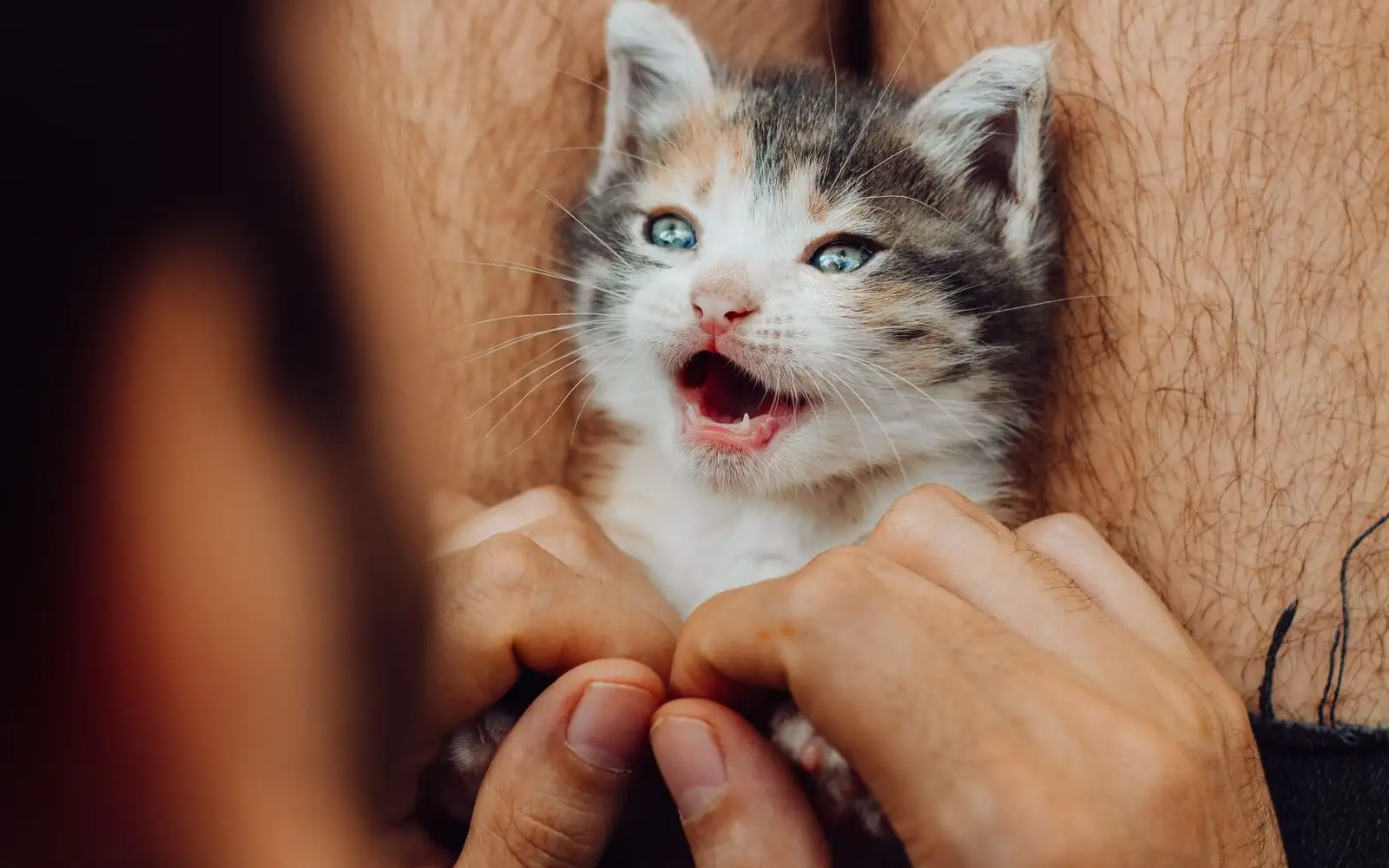 Napas Anak Kucing Cepat atau Berbunyi? Kenali Tanda Bahaya yang Darurat