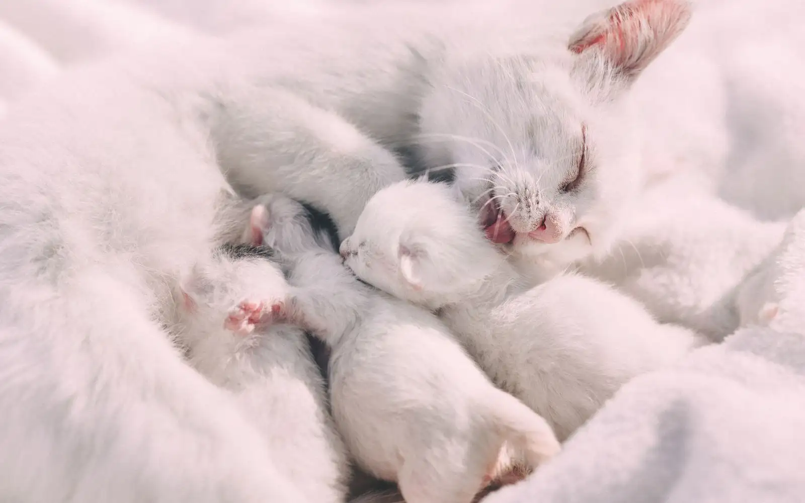 Makanan apa yang dibutuhkan anak kucing di setiap tahap usia?