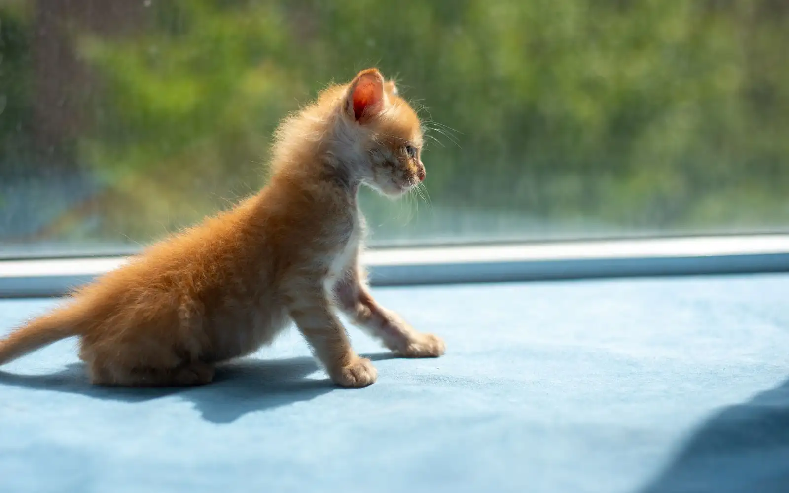 Kalau berat anak kucing turun dan dia tidak mau makan, jangan tunggu besok untuk ke dokter hewan