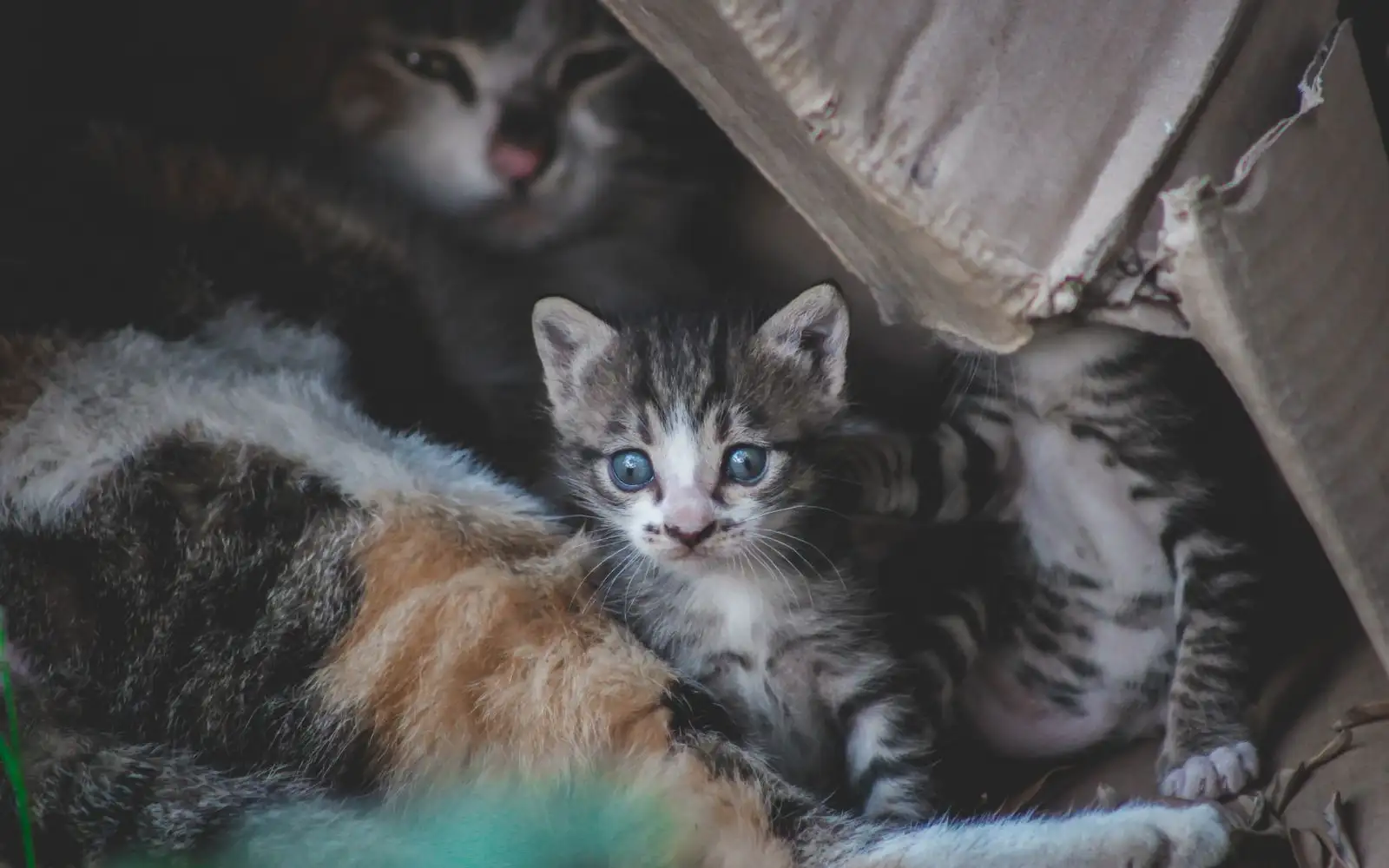 Anak Kucing Menolak Kotak Pasir? Ini Cara Melatihnya dari Hari Pertama