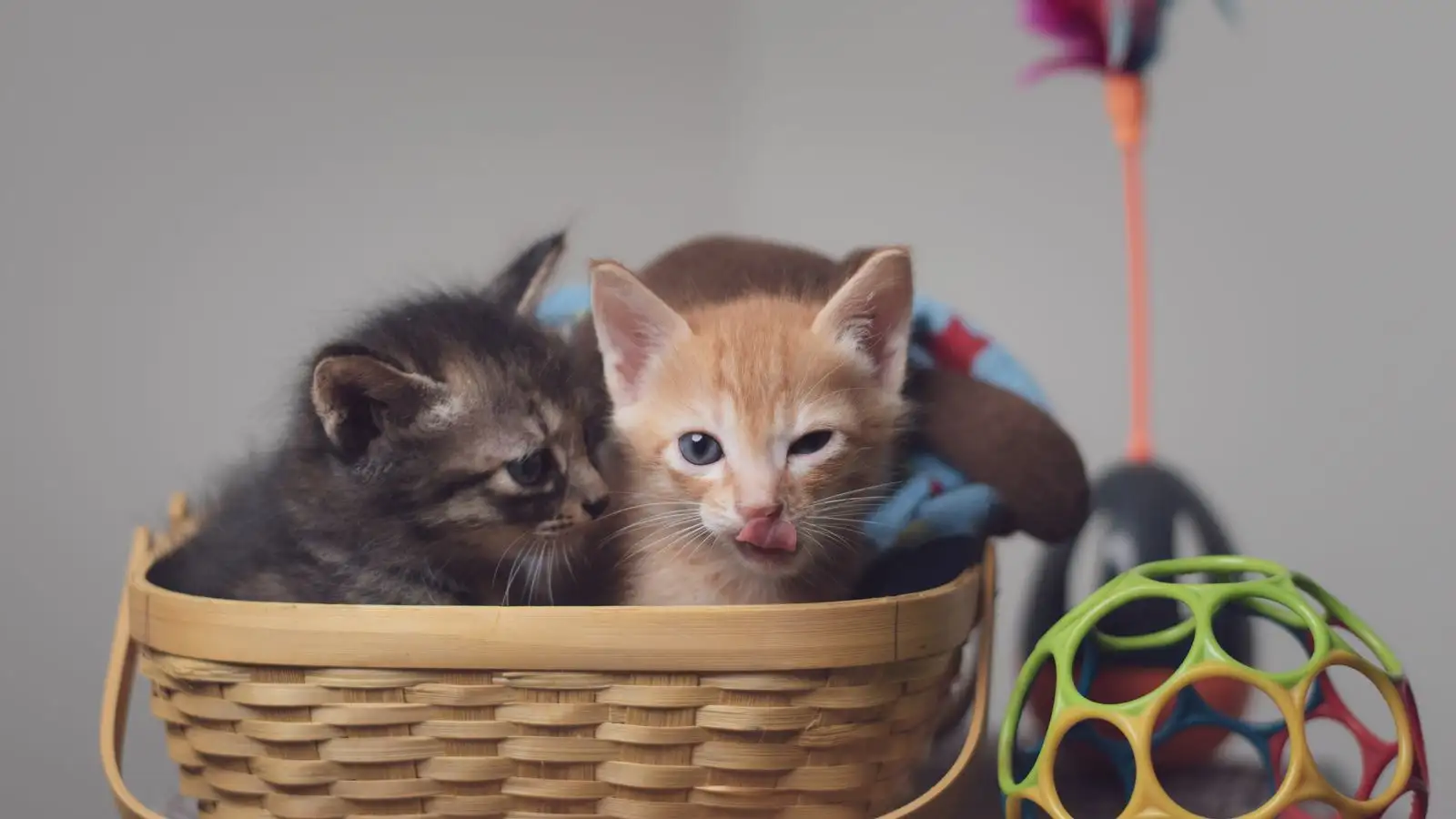 Cara membuat anak kucing lebih memilih mainan daripada kabel