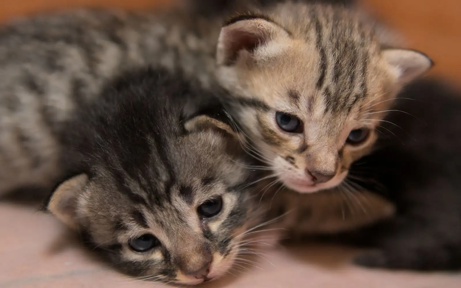 Makin Sering Digendong Tidak Selalu Membuat Anak Kucing Takut Jadi Berani