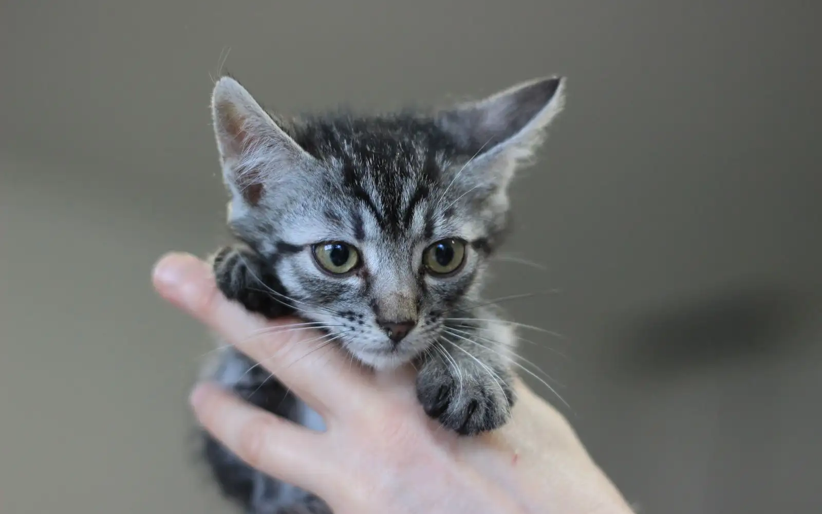 Kucing baru yang takut didekati tetap bisa percaya asal tidak dipaksa