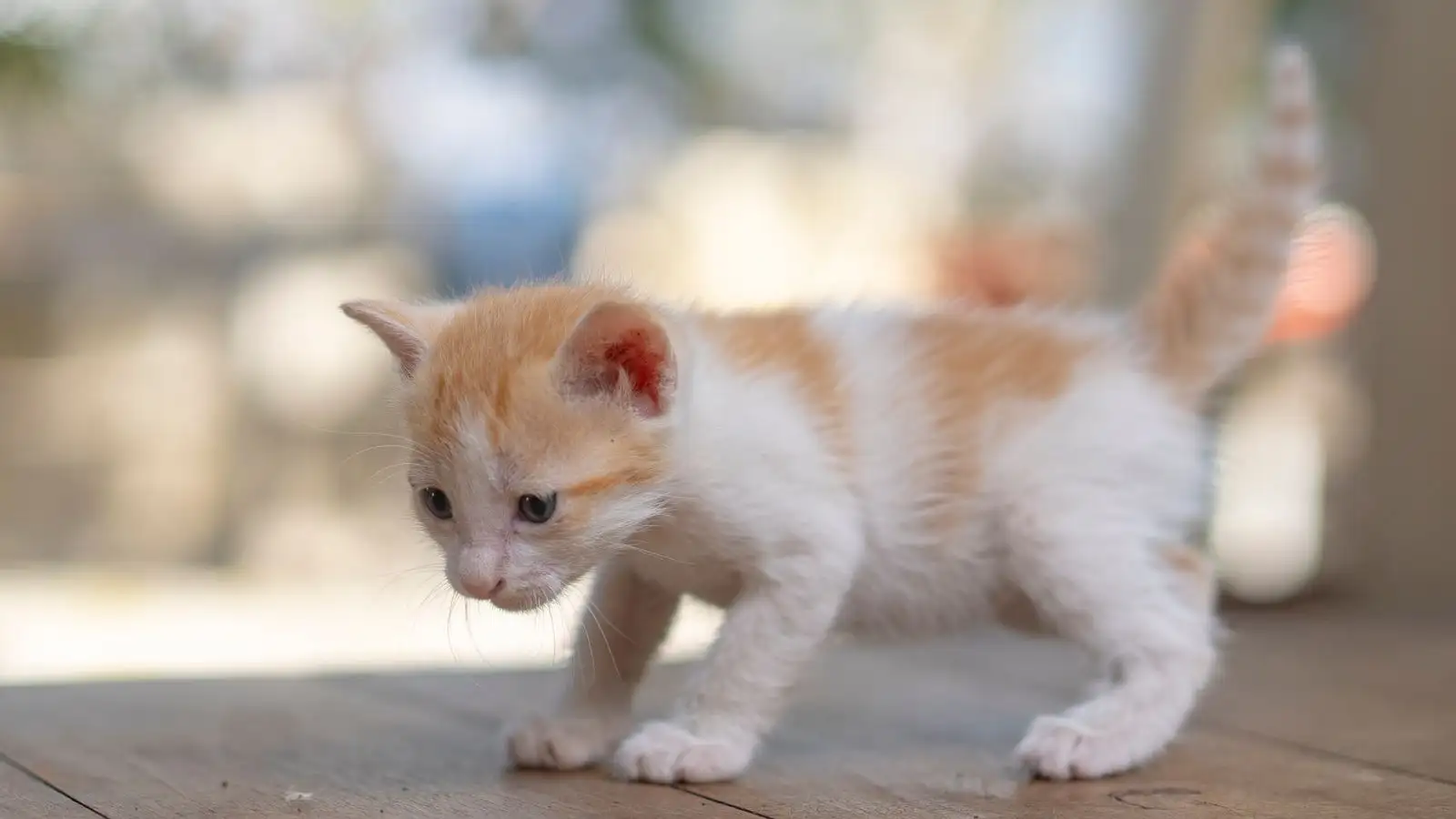 Berapa berat normal anak kucing saya di setiap umur, dan kenapa tabel di internet tidak pernah sama?