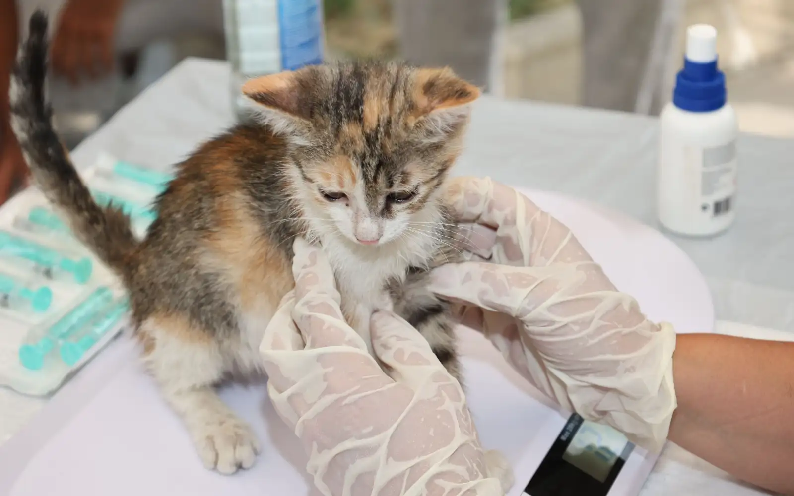 Urutan pemeriksaan dokter hewan pada kucing yang sakit
