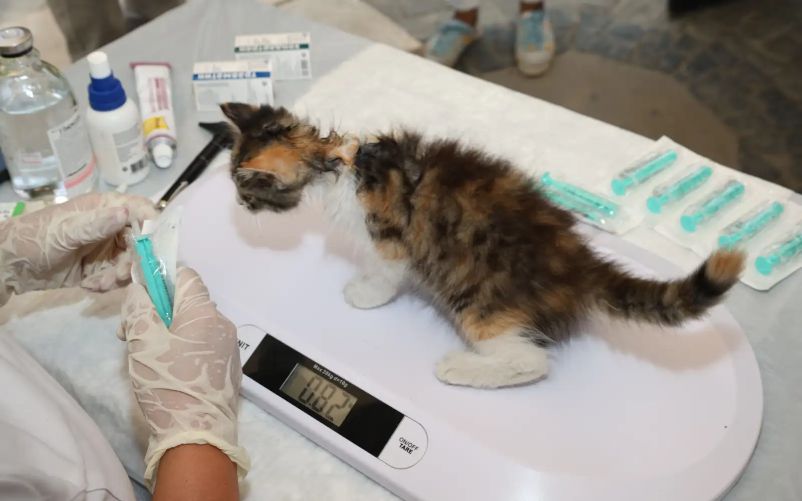Bagian tubuh kucing sakit yang sering luput diperiksa pemiliknya