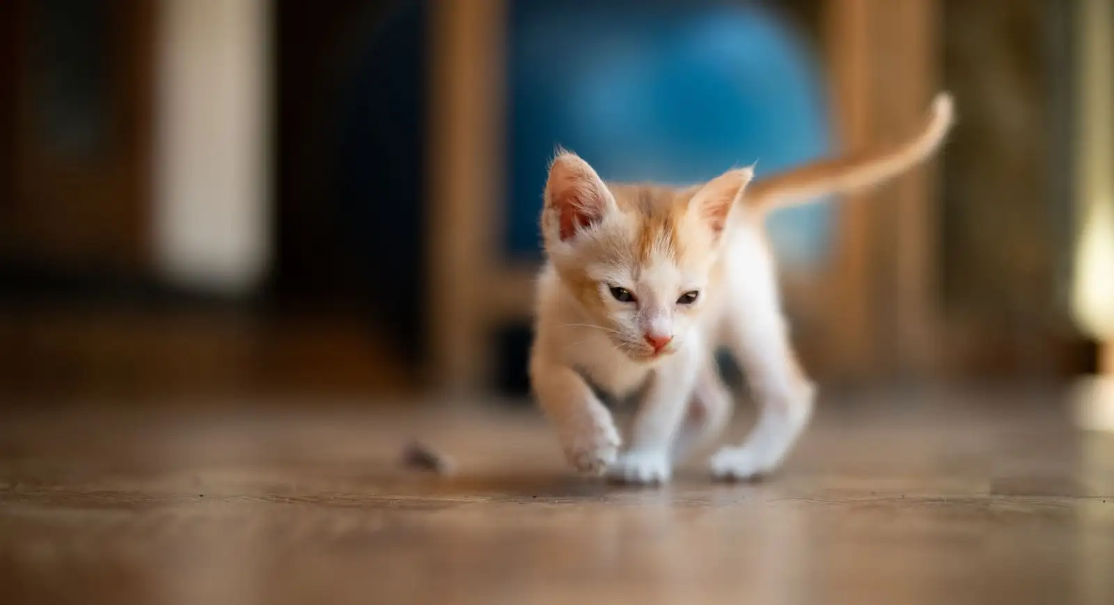 Catat Berat Anak Kucing Tiap 3 Hari untuk Menangkap Tanda Bahaya Lebih Awal