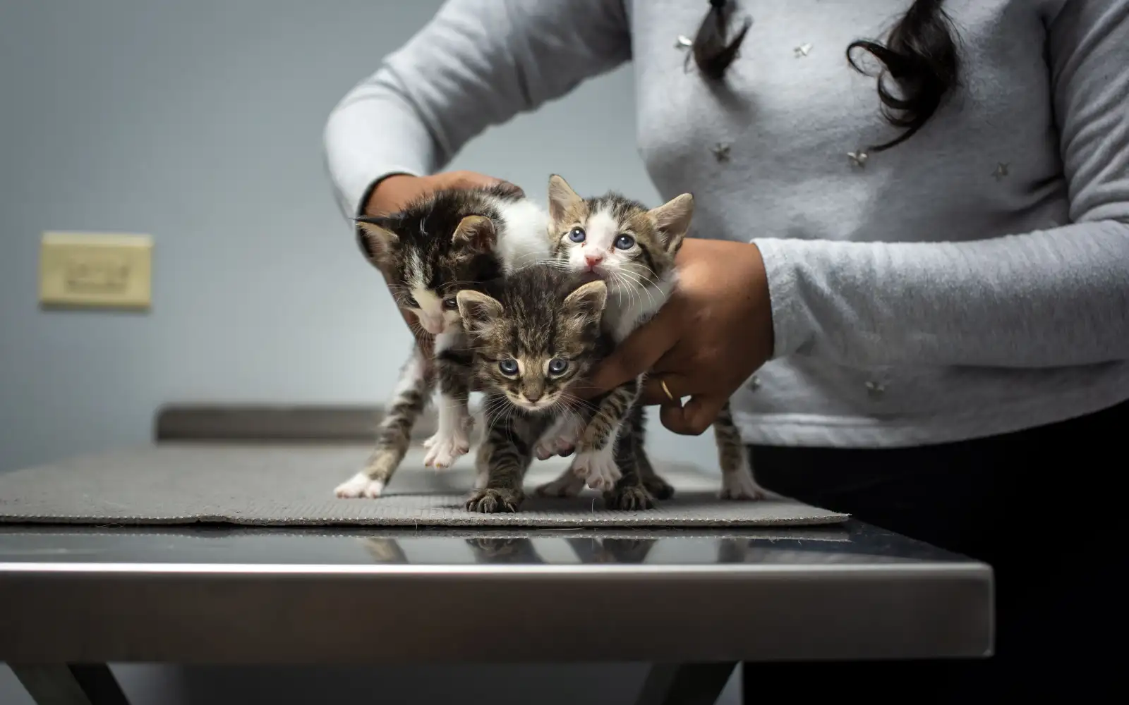 Kucing sakit, mulai dari mana sebelum dibawa ke dokter hewan?