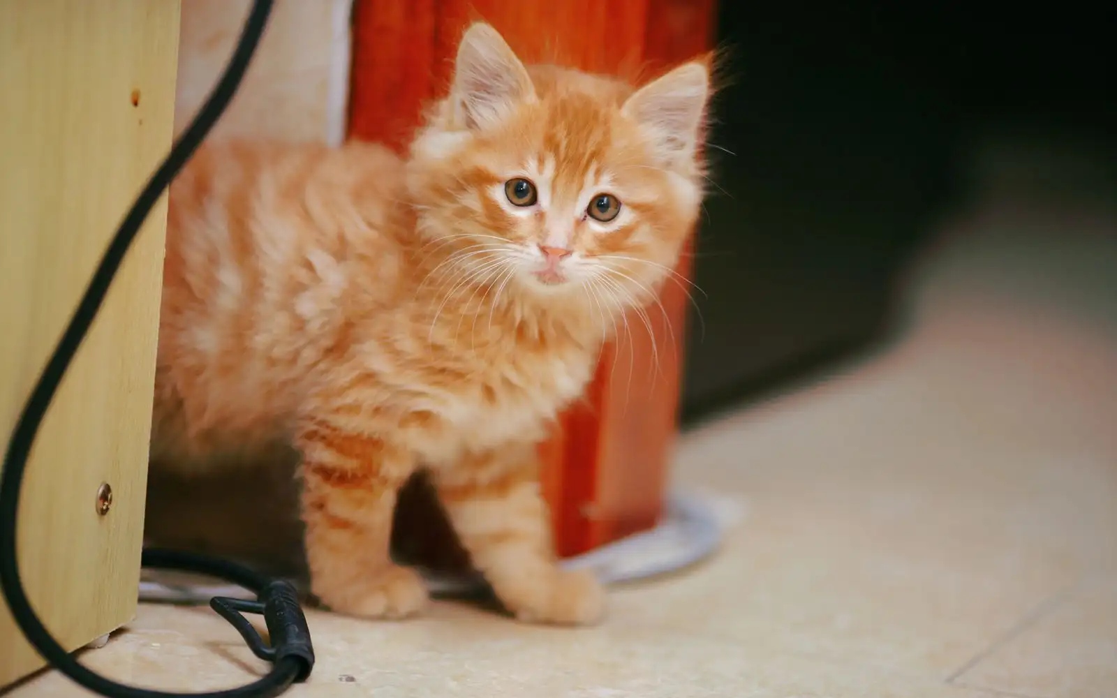 Tanda anak kucing tersengat listrik yang tak boleh ditunggu