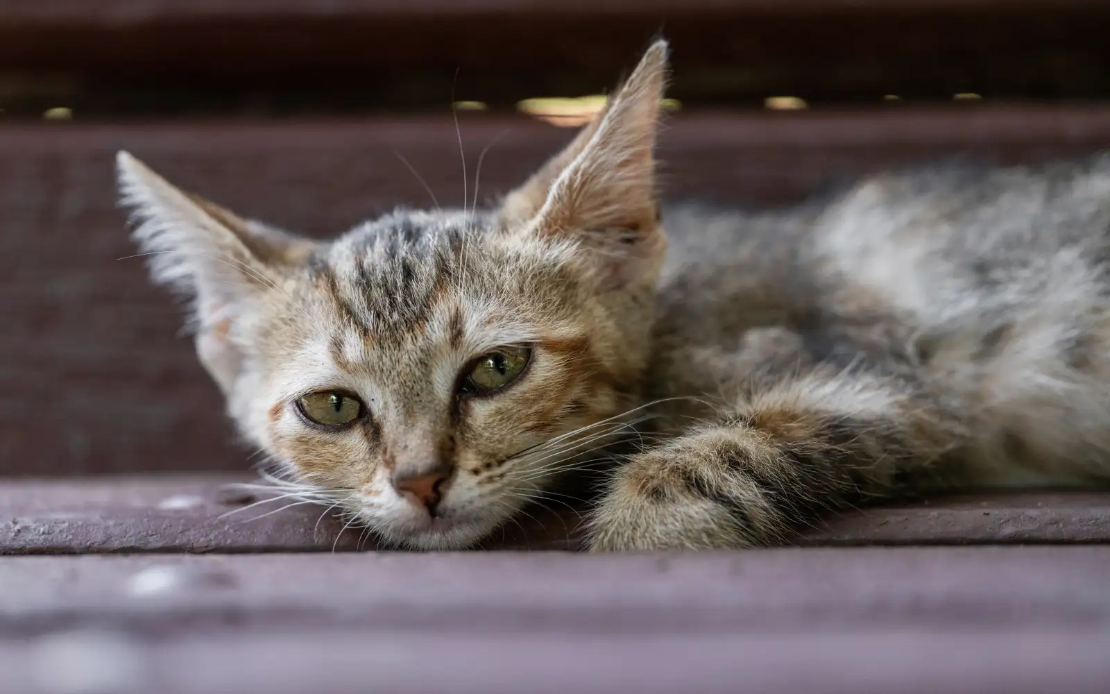 Tanda kucing sakit yang tidak boleh ditunggu sampai pagi