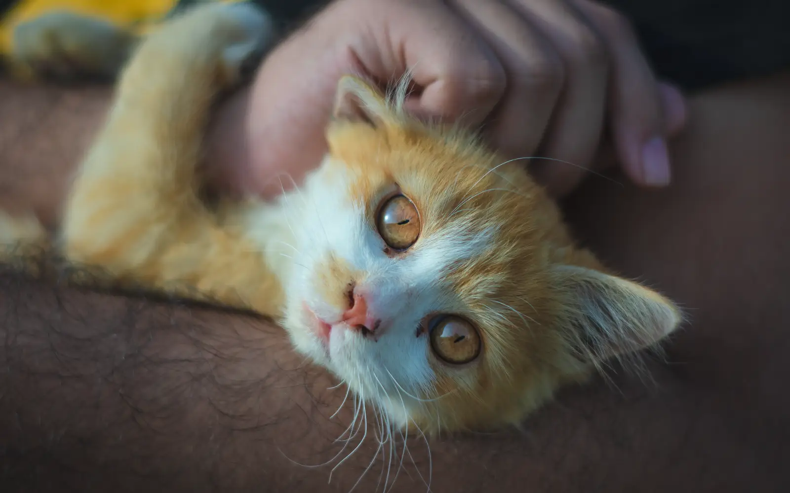 Steril adalah bagian tanggung jawab pemilik kucing yang peduli