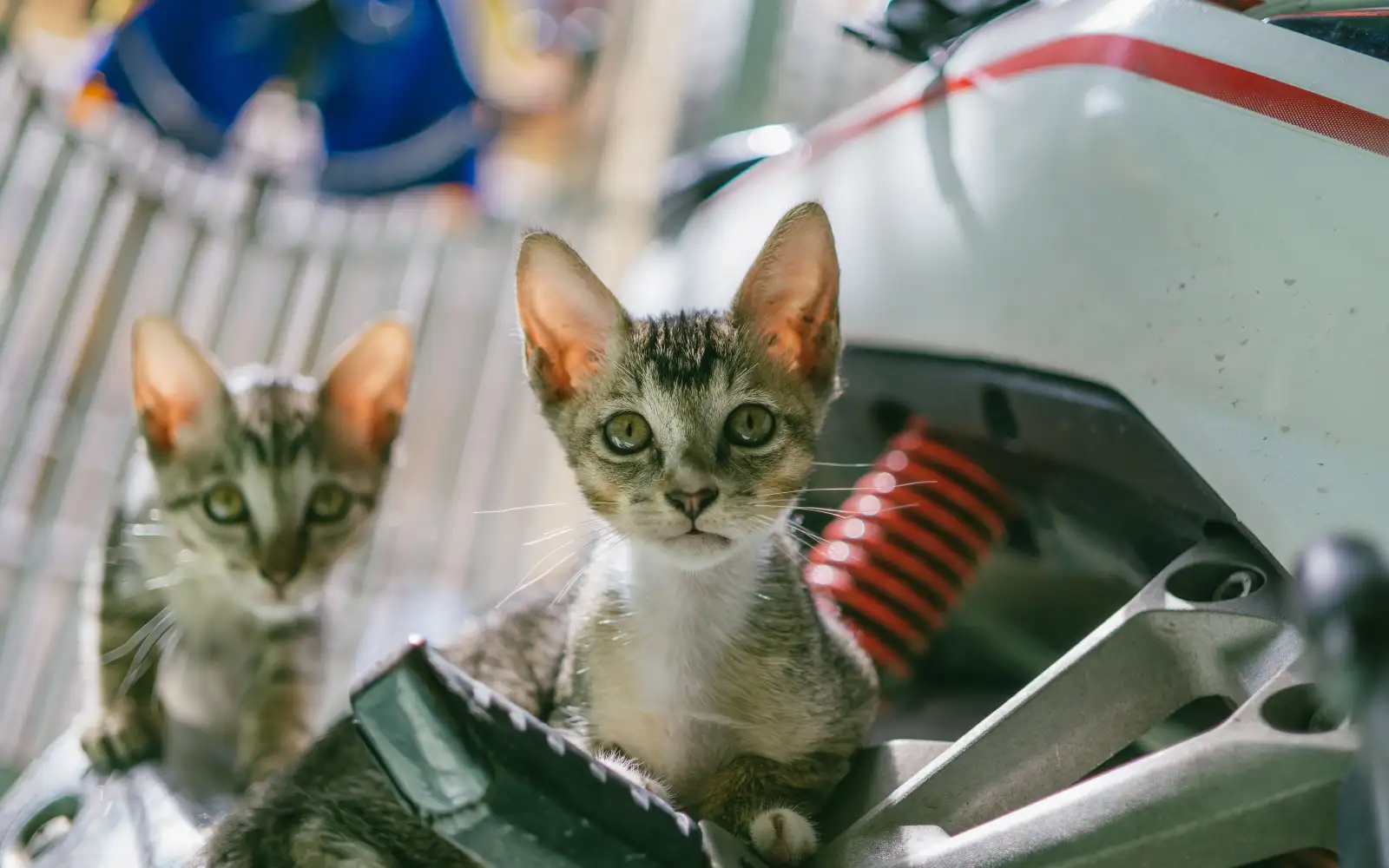 Membawa kucing sakit naik ojek online agar tidak makin stres