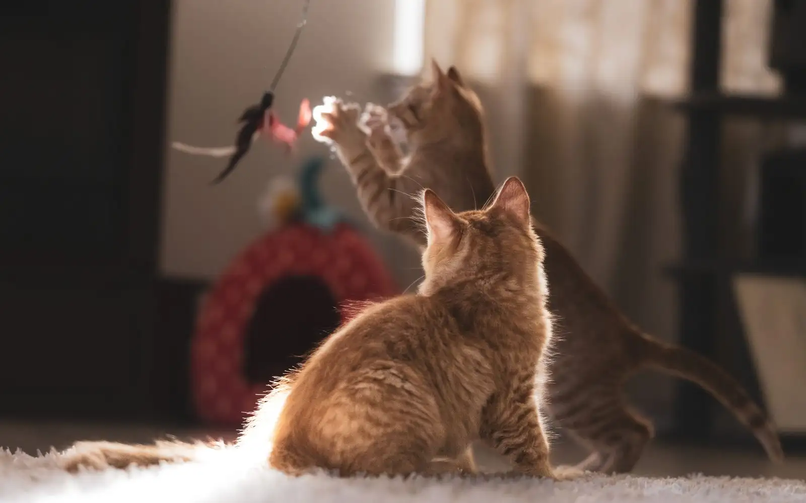 Dua waktu bermain ini menjaga anak kucing tetap aktif tanpa kepanasan