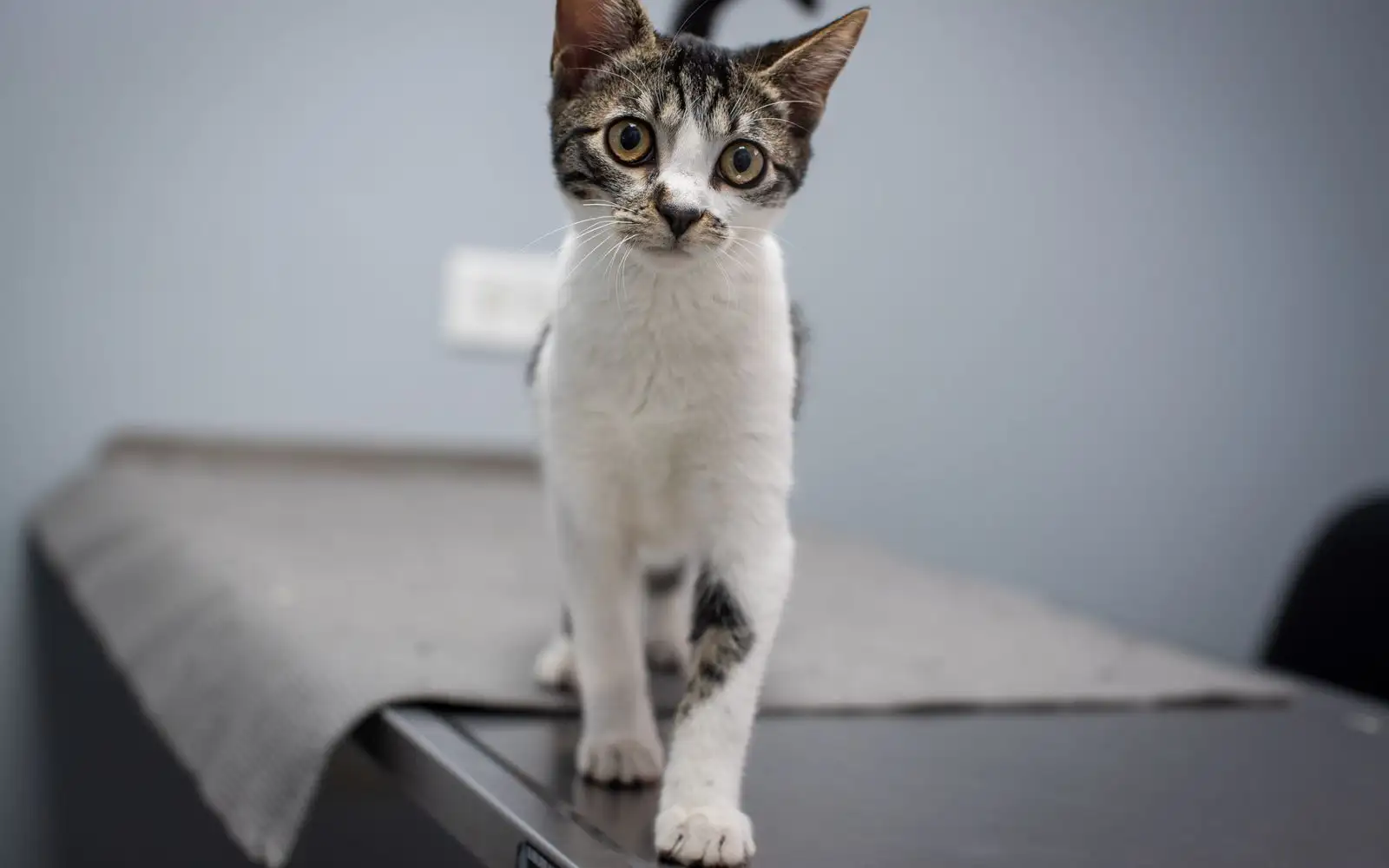 Cara dokter hewan membaca label makanan anak kucing
