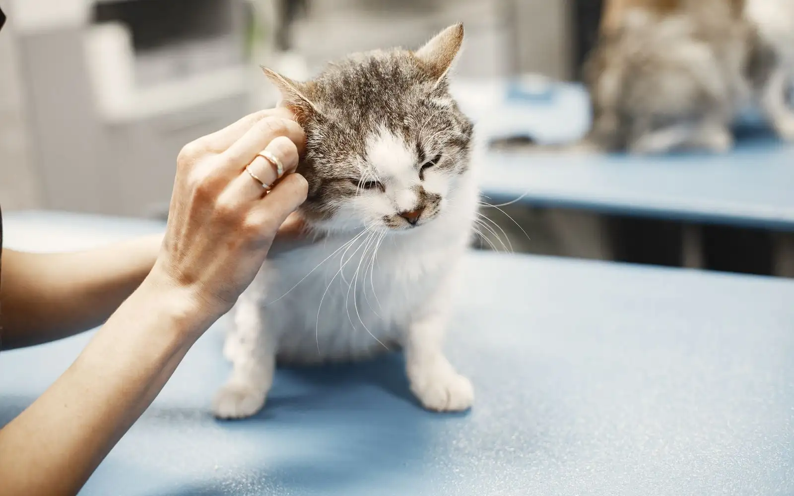 Apa yang Dokter Hewan Periksa Sebelum Memilih Pencegahan Kutu dan Caplak untuk Anak Kucing