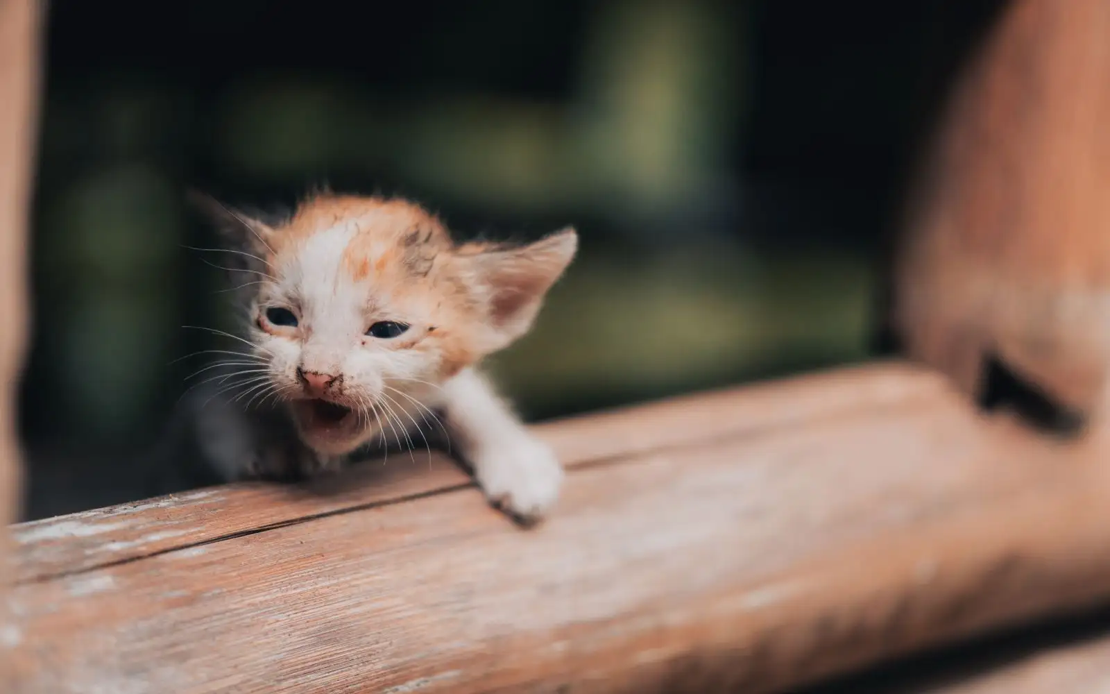 Jangan tunggu lemas, tanda anak kucing kepanasan yang sering diabaikan