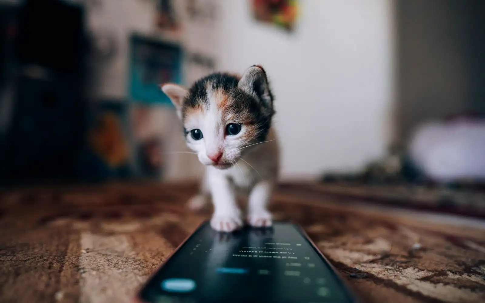 Cara menimbang anak kucing di dapur Anda supaya angka mingguannya tidak menipu