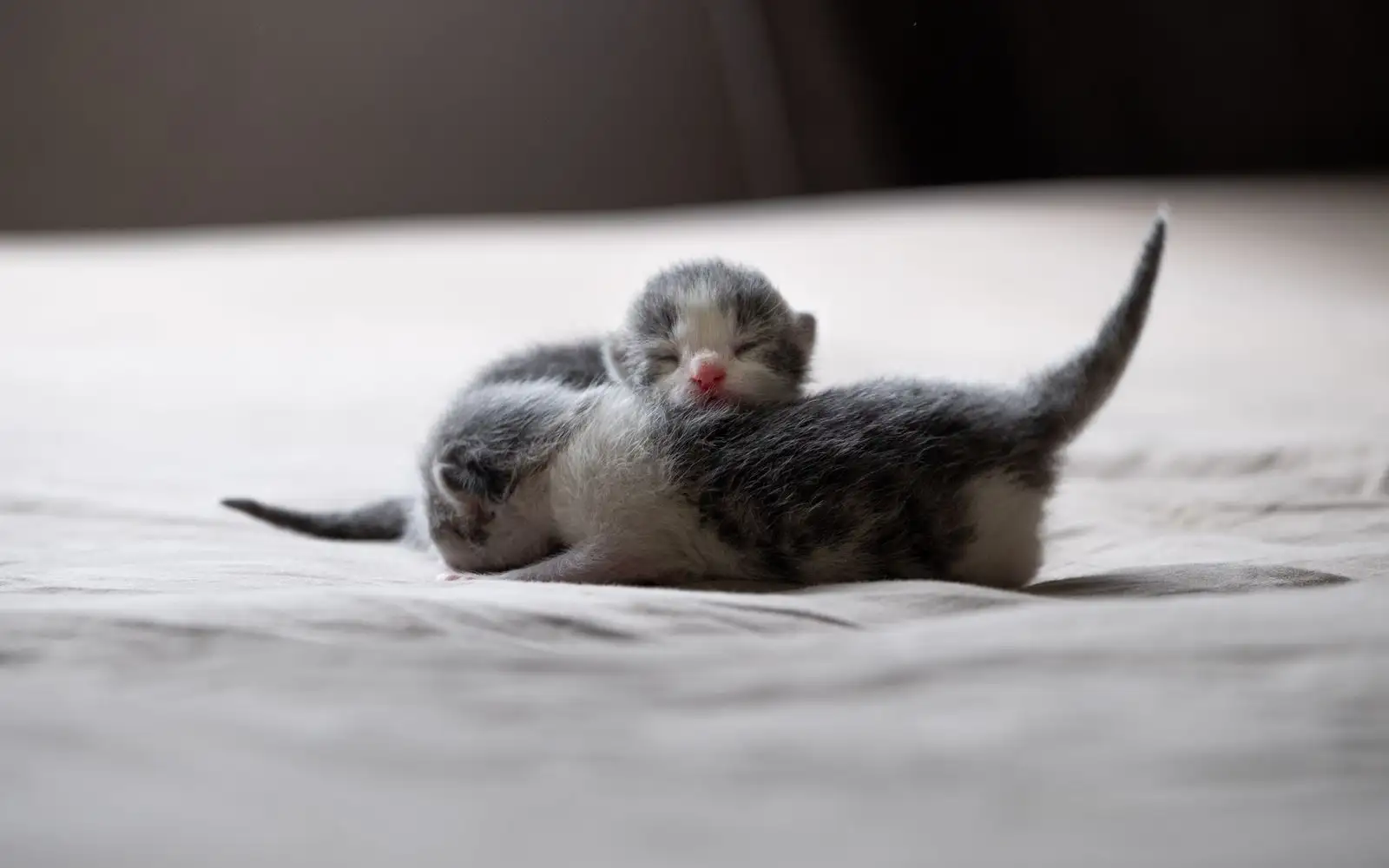 Timbang bayi kucing setiap 24 jam di empat minggu pertama, karena angka harian itulah yang paling jujur