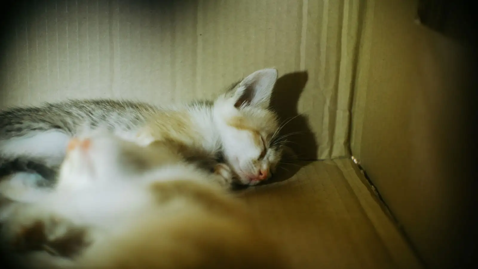 Yang Belum Anda Catat dari Kebiasaan Kotak Pasir Anak Kucing