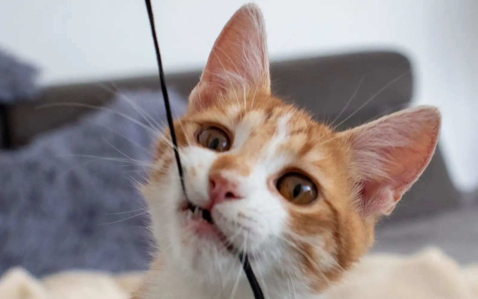 Bukan karena nakal, ini alasan anak kucing lebih suka menggigit kabel
